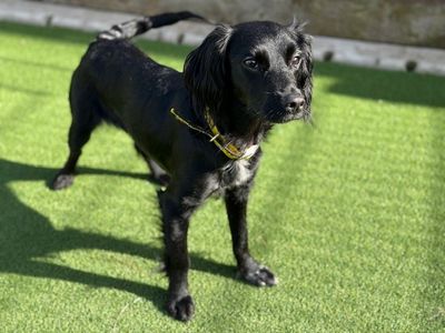 Sambuca | Spaniel (Cocker) | Cardiff - 3