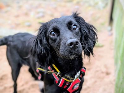 Sambuca | Spaniel (Cocker) | Cardiff - 5