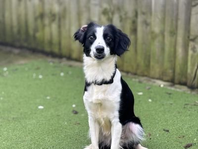 Pumpkin | Spaniel (Cocker) | Cardiff - 1