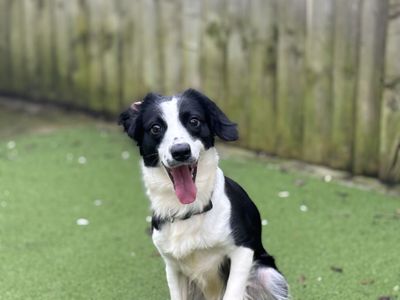 Pumpkin | Spaniel (Cocker) | Cardiff - 3