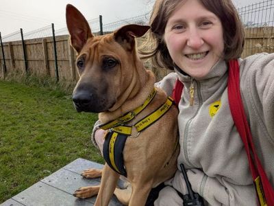 Mallow | Shar Pei Cross | West Calder (Edinburgh) - 2