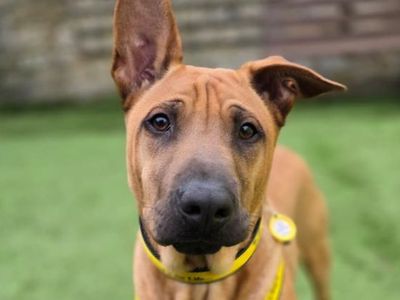 Mallow | Shar Pei Cross | West Calder (Edinburgh) - 3