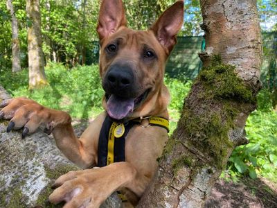 Mallow, a 1 year old male Shar Pei available for adoption from Dogs Trust in Scotland
