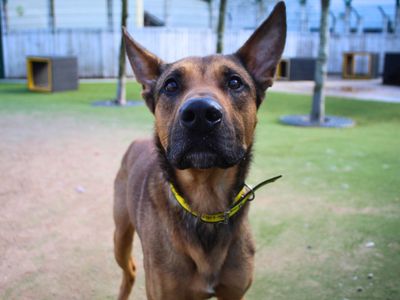 Roscoe | German Shepherd Dog Cross | Manchester - 3