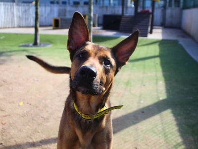 Roscoe | German Shepherd Dog Cross | Manchester - 5