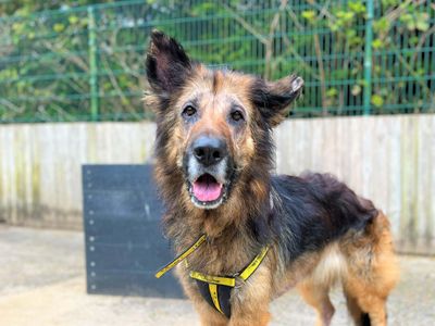 Dakota | German Shepherd Dog | Bridgend (Wales) - 3