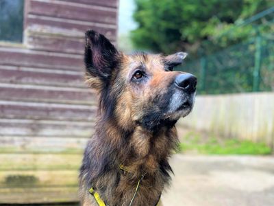 Dakota | German Shepherd Dog | Bridgend (Wales) - 5