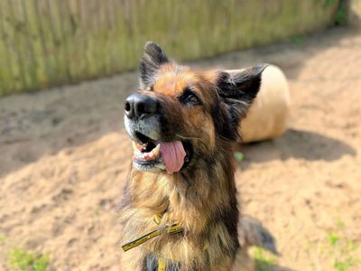 Dakota | German Shepherd Dog | Bridgend (Wales) - 3