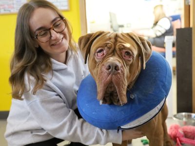 Oscar | Dogue De Bordeaux | Leeds - 3