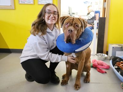 Oscar | Dogue De Bordeaux | Leeds - 2