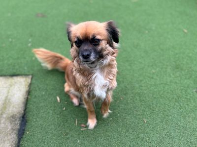 Moonlight | Chihuahua (Smooth Coat) Cross | Cardiff - 3