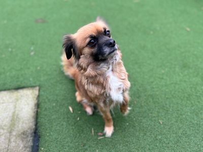 Moonlight | Chihuahua (Smooth Coat) Cross | Cardiff - 2