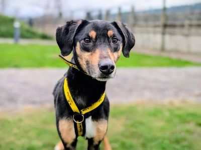 Starlight | Saluki Cross | Cardiff - 5