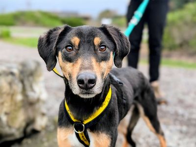 Starlight | Saluki Cross | Cardiff - 3