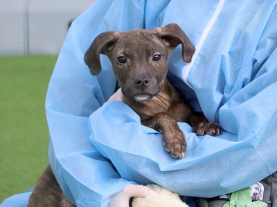 Bruno | Terrier (Staffordshire Bull) Cross | Leeds - 2