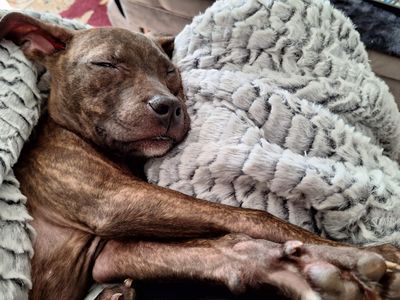 Bruno | Terrier (Staffordshire Bull) Cross | Leeds - 3