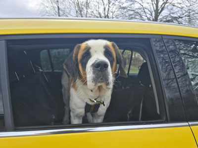 Hobbs | St Bernard | Dundee - 5
