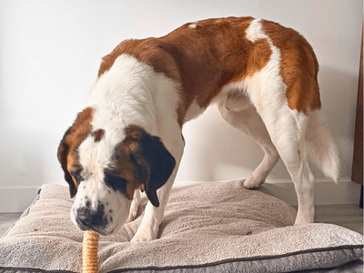 Hobbs | St Bernard | Dundee - 3