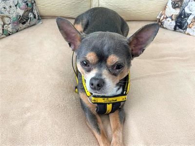 Frankie | Chihuahua (Smooth Coat) | Bridgend (Wales) - 3