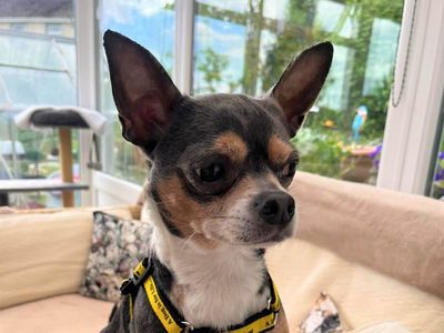 Frankie | Chihuahua (Smooth Coat) | Bridgend (Wales) - 1