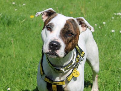 Kali | American Bulldog Cross | Merseyside (Liverpool) - 2