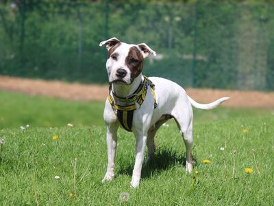 Kali | American Bulldog Cross | Merseyside (Liverpool) - 3