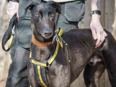 Smithers | Greyhound | Loughborough - 3