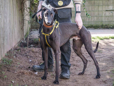 Smithers | Greyhound | Loughborough - 2