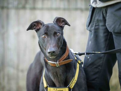 Milhouse | Greyhound | Loughborough - 1