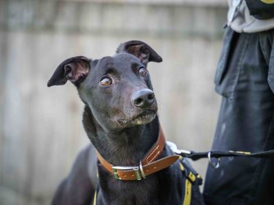 Milhouse | Greyhound | Loughborough - 3