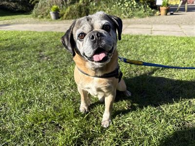 Milo | Pug | Kenilworth (West Midlands) - 1