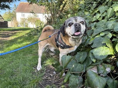 Milo | Pug | Kenilworth (West Midlands) - 3
