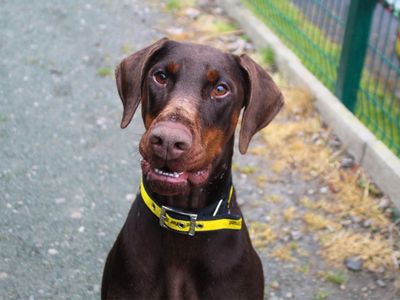 Coco | Dobermann | Manchester - 5