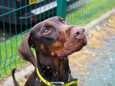 Coco | Dobermann | Manchester - 3