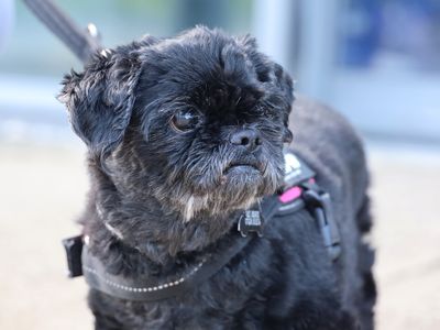 Charlie, a 9 years old male Shih Tzu available for adoption from Dogs Trust in West Yorkshire