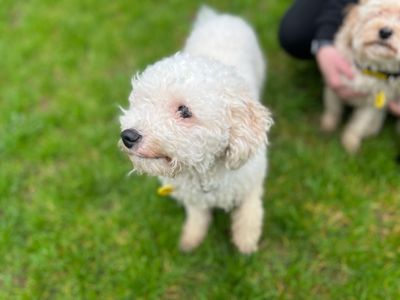 Teddy | Poodle (Miniature) Cross | Bridgend (Wales) - 1