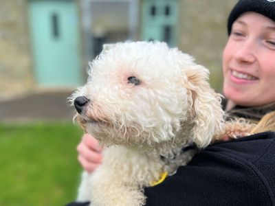 Teddy | Poodle (Miniature) Cross | Bridgend (Wales) - 3