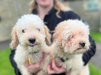 Loki & Luna | Poodle (Miniature) Cross | Bridgend (Wales) - 2
