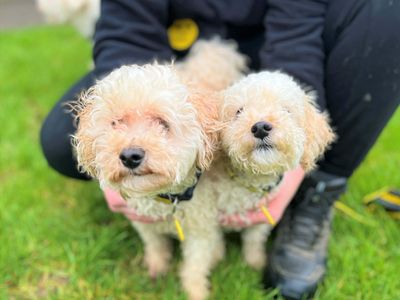 Loki & Luna | Poodle (Miniature) Cross | Bridgend (Wales) - 3