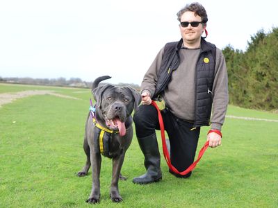 Misky | Italian Corso Dog | Leeds - 2