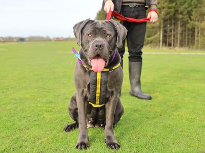 Misky | Italian Corso Dog | Leeds - 3