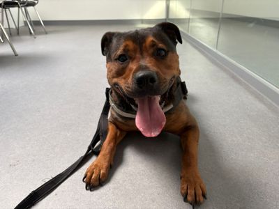 Mark | Terrier (Staffordshire Bull) Cross | Cardiff - 5