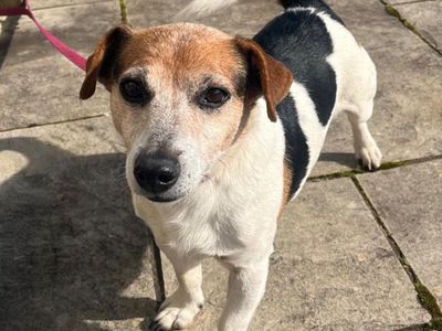 Ceio | Terrier (Jack Russell) | Bridgend (Wales) - 3