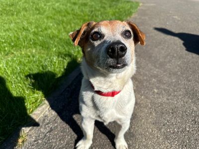 Ceio | Terrier (Jack Russell) | Bridgend (Wales) - 2