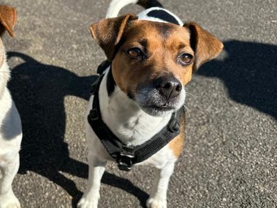 Bitw | Terrier (Jack Russell) | Bridgend (Wales) - 3