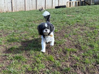 Polly | Shih Tzu | West Calder (Edinburgh) - 3