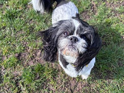 Polly | Shih Tzu | West Calder (Edinburgh) - 2