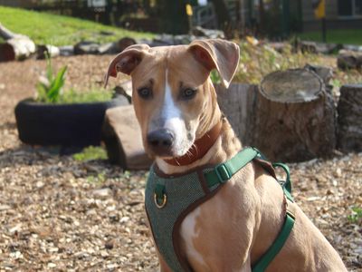 Narla — Lurcher