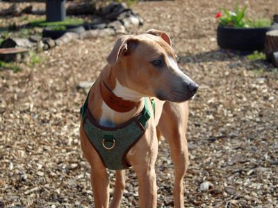 Narla | Lurcher | Merseyside (Liverpool) - 2