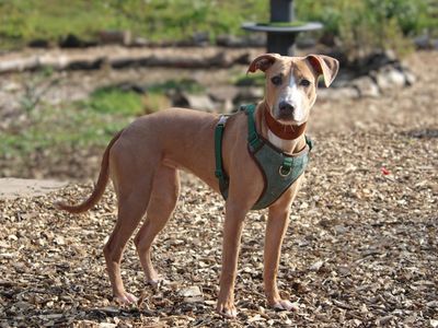 Narla | Lurcher | Merseyside (Liverpool) - 3